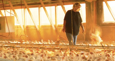 Among the chickens, in Food, Inc.