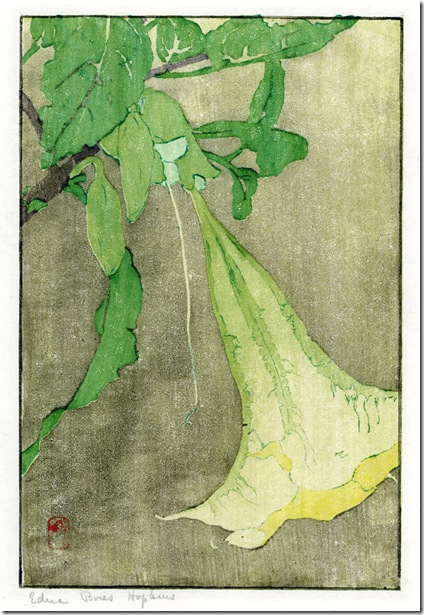 Datura (1909), woodblock print by Edna Boies Hopkins. 