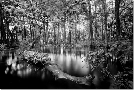 Loxahatchee River I (1991), by Clyde Butcher.