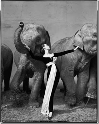 Dovima With Elephants (1955), by Richard Avedon. (© 2010, The Richard Avedon Foundation) 