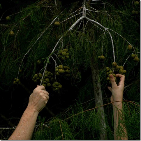 Cypress Harvest (2008), by Allison Parssi, of Wellington.