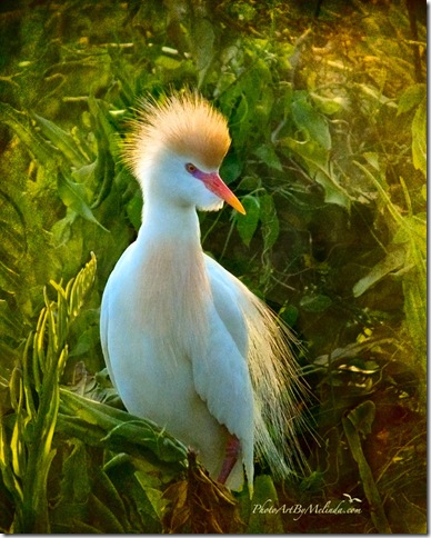 Cattle Egret, by Melinda Moore.