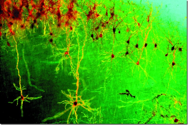 The Network in the Brain: Photo of pyramid cells in the brain of a mouse, taken by transmitted light microscope in a pseudo-phase setting. (Photo by Tobias Bonhoeffer, Max Planck Institute for Neurobiology, Martinsried)