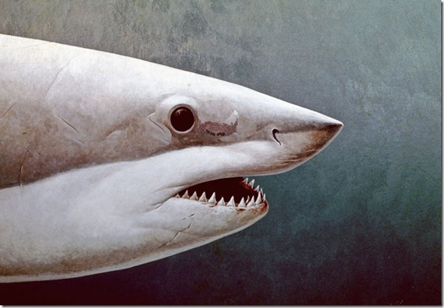 Great White Shark Portrait (1974), by Richard Ellis.