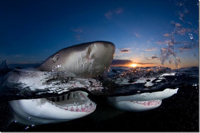 Sunset Lemon Sharks, by Jim Abernethy.