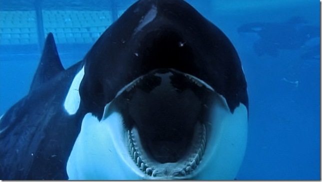 Tilikum, in a scene from Blackfish (2013).