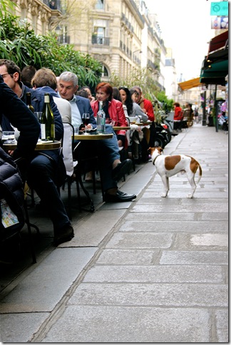A dog waiting for his owners to finish lunch on rue de Buci in the 6th arrondissement.  (Photo by Chloe Elder)