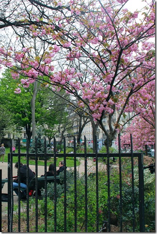 Cherry blossoms at Square Paul-Langevin. (Photo by Chloe Elder)