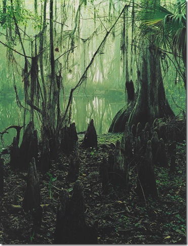 “Cypress Slough and Mist” (1974), by Eliot Porter.
