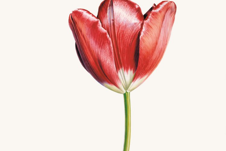 Botanical beauty: The floating flowers of Rory McEwen